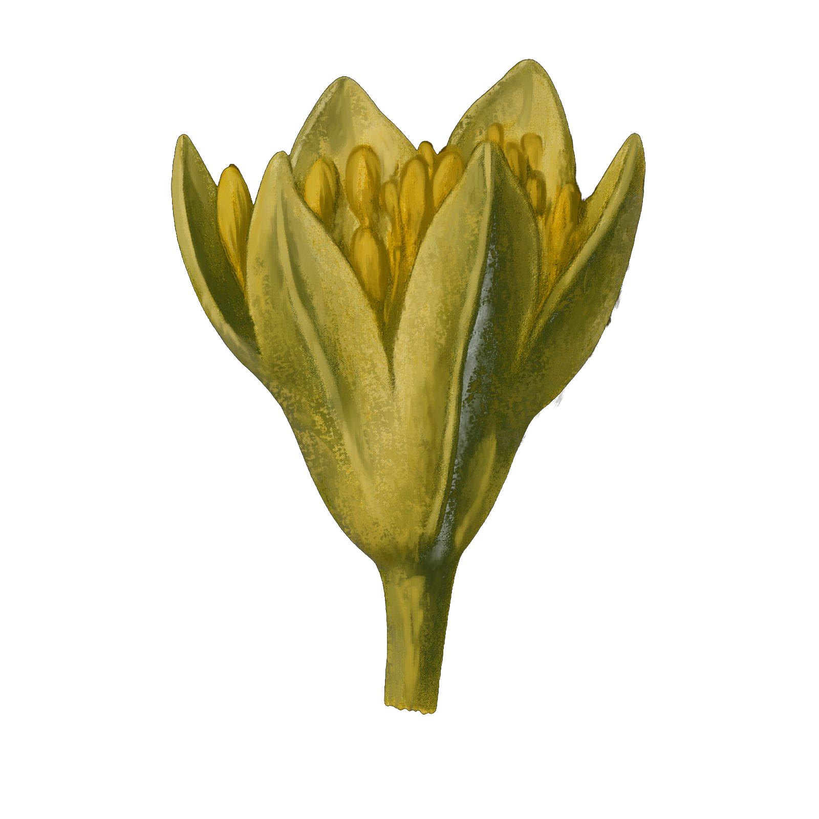 Cinnamon Flower
