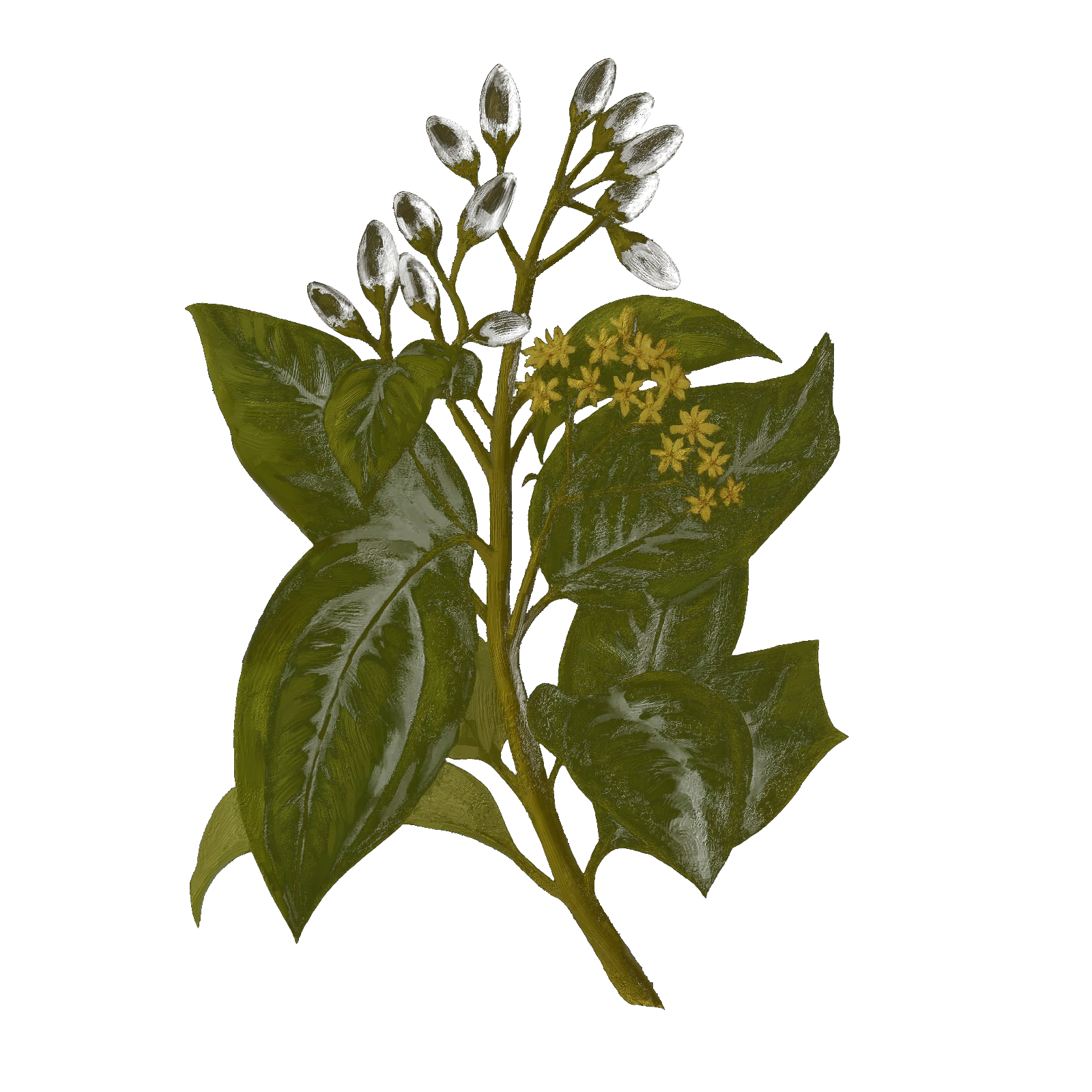 Cinnamon Branch