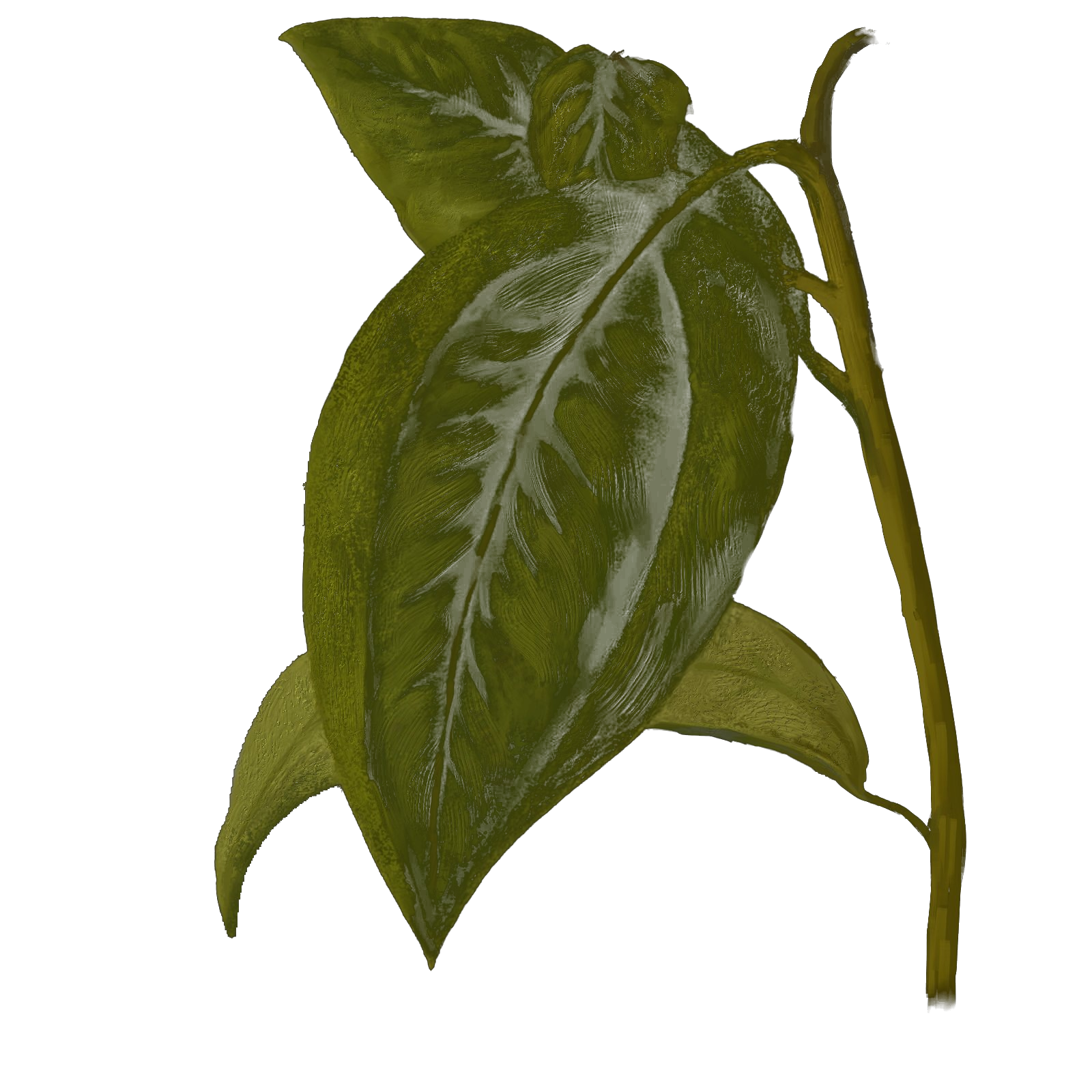 Cinnamon Leaf